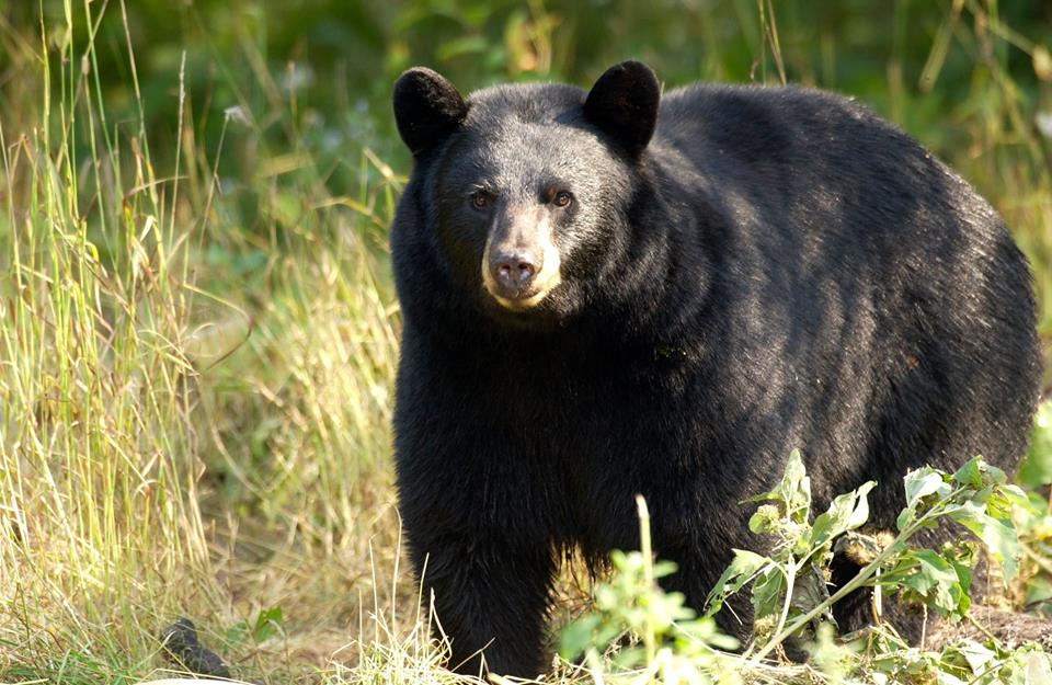 Alleged bear poacher arrested