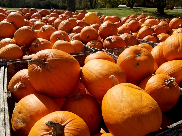 24th annual Pumpkin Patch is this weekend at Major Produce.